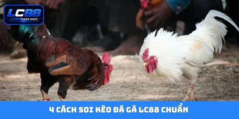4 cách soi kèo đá gà LC88 chuẩn