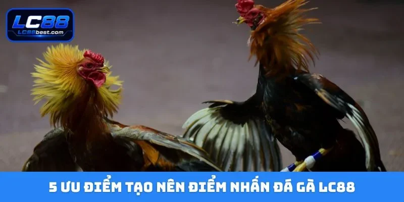 5 ưu điểm tạo nên điểm nhấn đá gà LC88